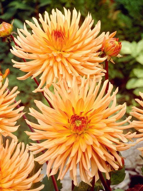 Bright orange semi-cactus dahlia flower close-up