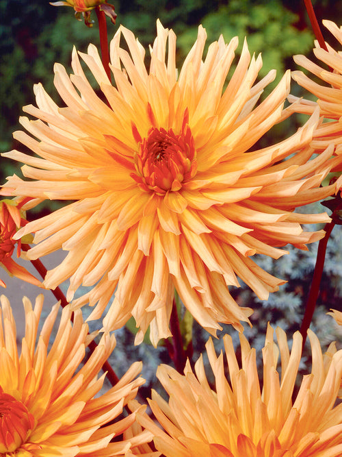 Orange dahlia with twisted semi-cactus petals