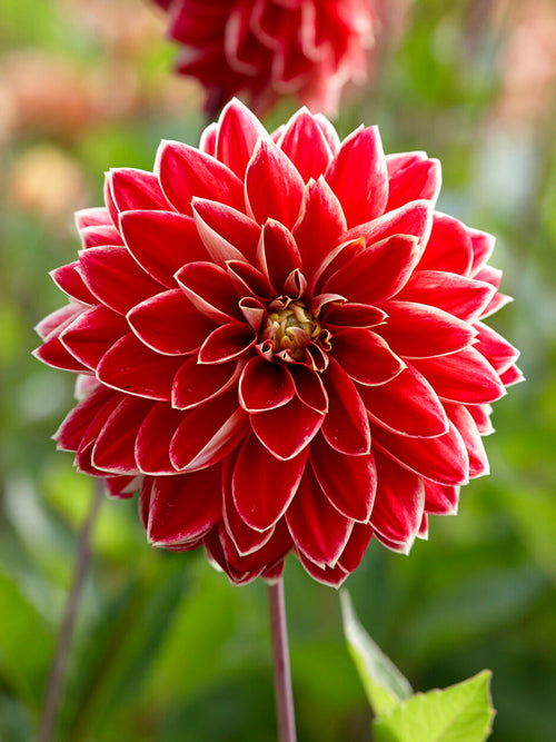 Dahlia Maxime yellow and red decorative bloom