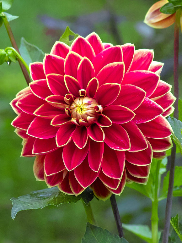 Two-tone golden red dahlia flower close-up
