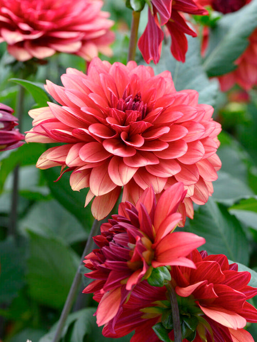 Decorative dahlia with bronze raspberry tones