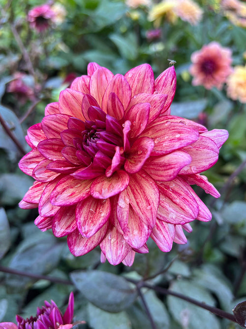 Dark-leaved dahlia with plum pink flowers