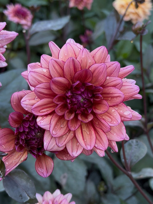 Close-up of Molly Raven dahlia petals