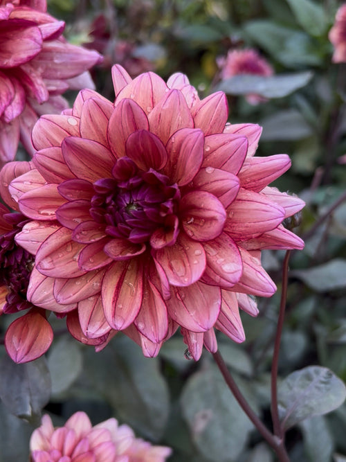 Decorative dahlia with near-black foliage