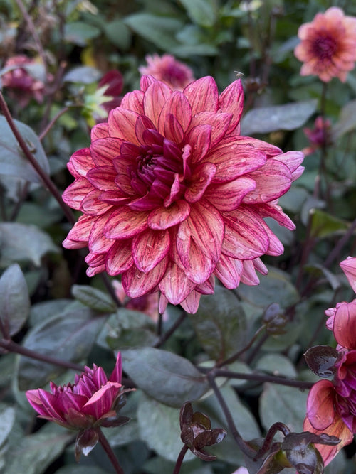 Dahlia Molly Raven with dark foliage