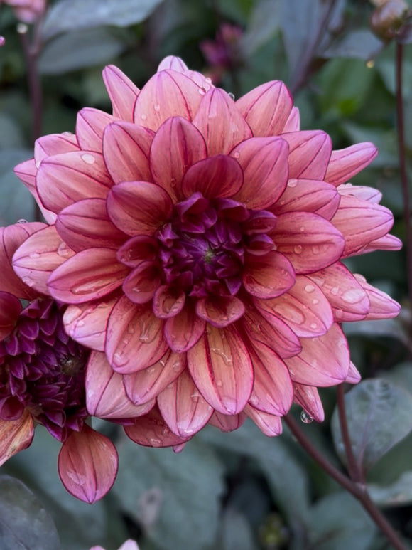 Dark-leaved dahlia with plum pink flowers