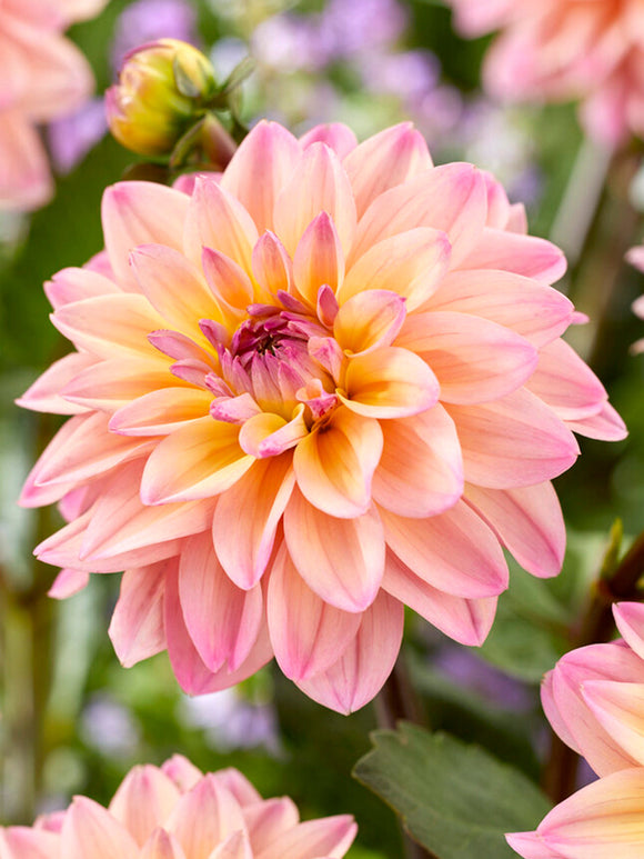 Dahlia Mondriaan in pastel tones blooms