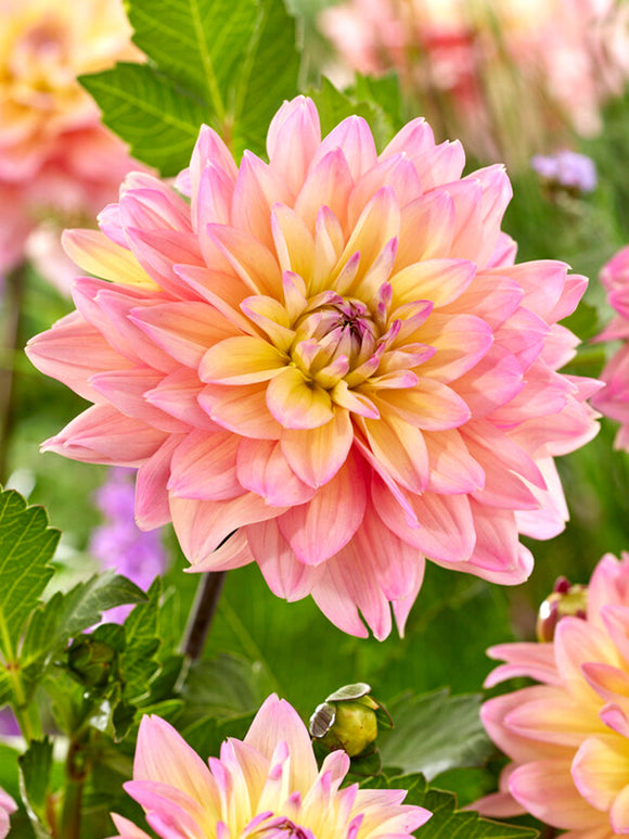 Dahlia Mondriaan from Holland for spring planting