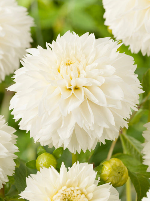 Creamy white fimbriata dahlia in garden