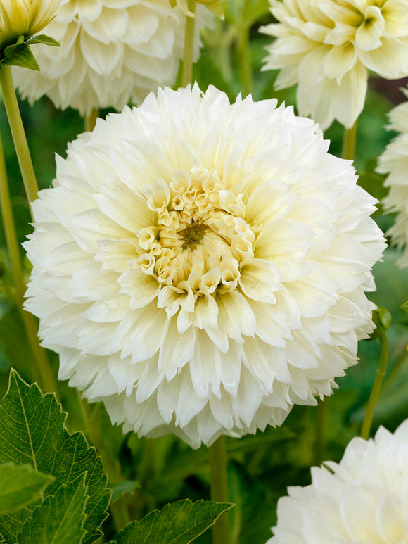 Close-up of fringed white dahlia petals