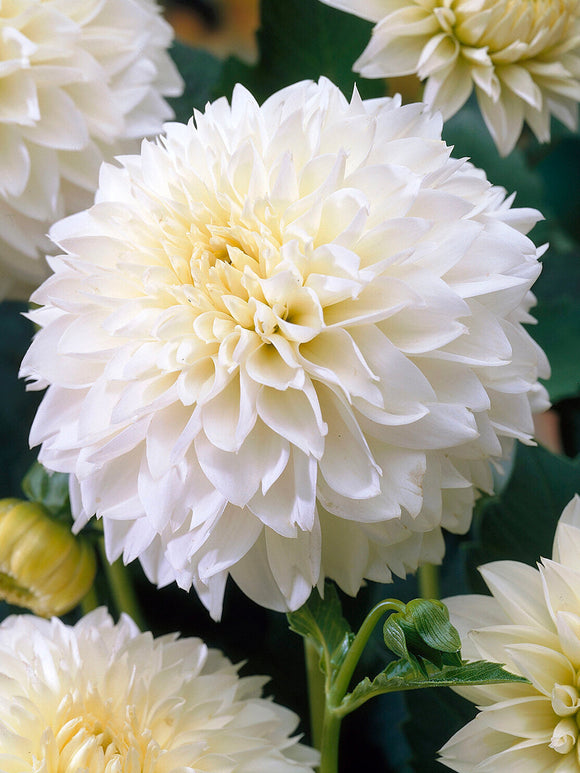 White fringed Dahlia Myama Fubuki bloom
