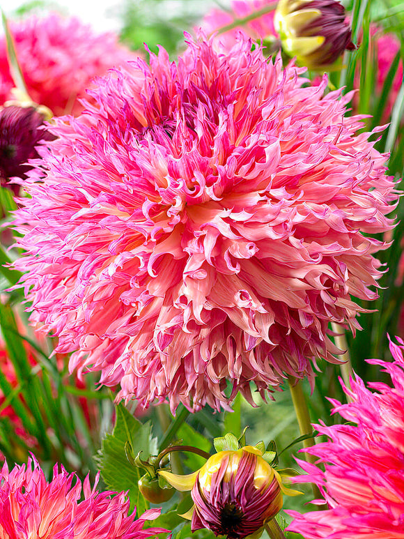 Pink and peach fimbriated Dahlia ‘Myrtle’s Folly’