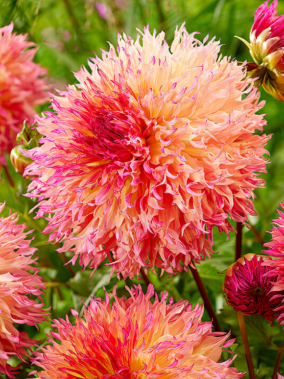 Pink and peach fimbriated Dahlia ‘Myrtle’s Folly’
