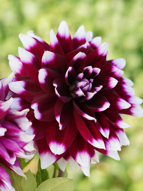 Dahlia Mystery Day for EU delivery in the spring