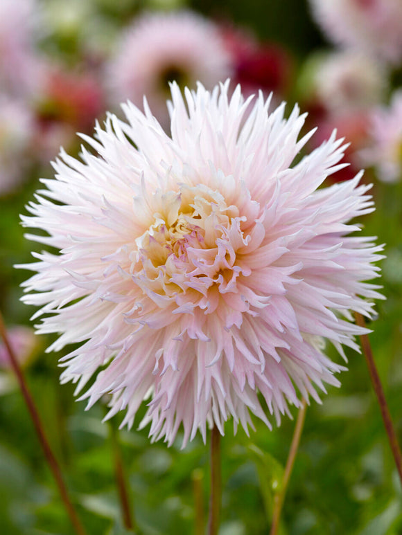Fringed dinnerplate dahlia with creamy petals