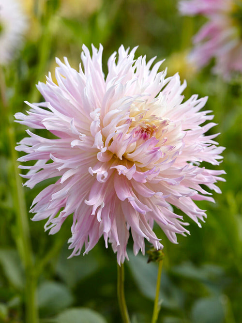 Soft pink and buttercream fimbriata dahlia