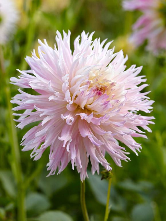Soft pink and buttercream fimbriata dahlia