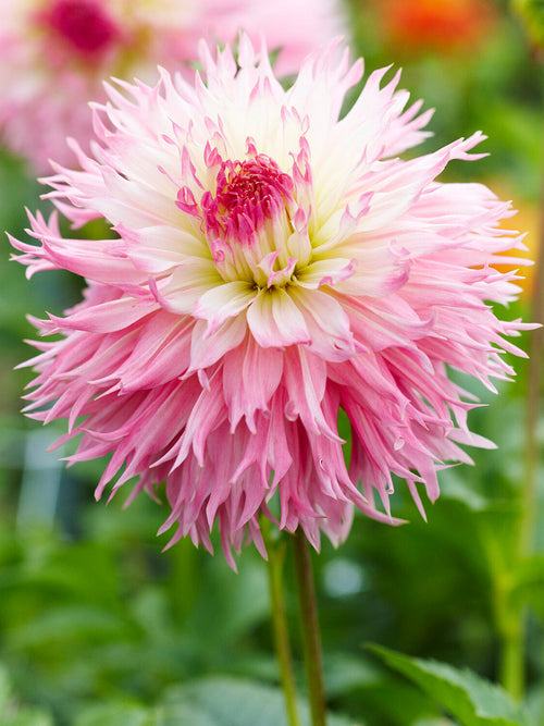 Nadia Ruth dahlia flowering in summer border