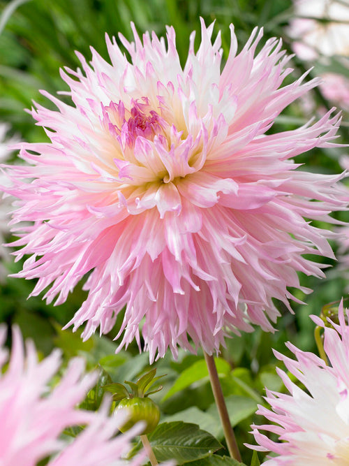 Large blush pink Dahlia Nadia Ruth bloom