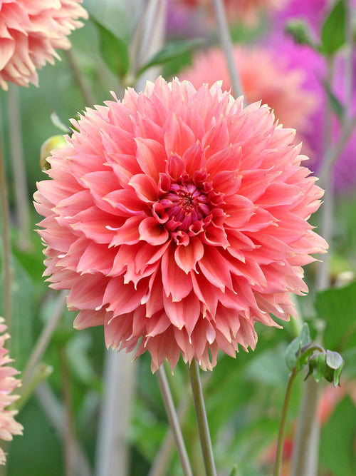 Fimbriata dahlia with apricot and amber tones