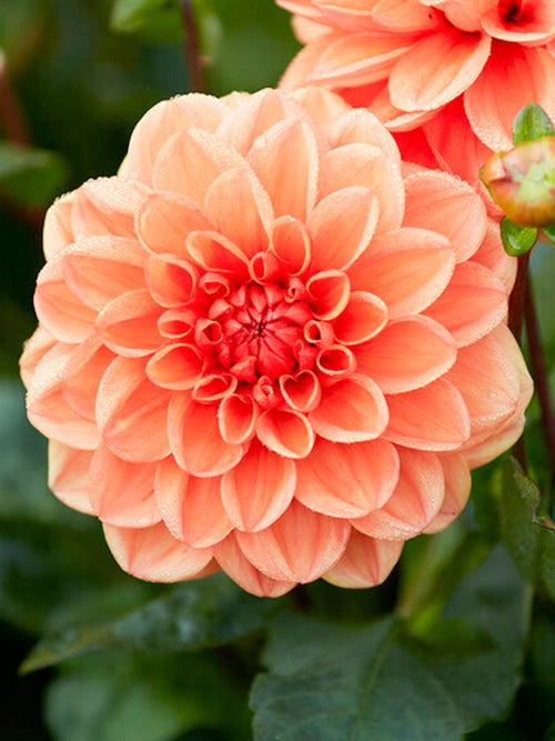 Dahlia Orange Nugget orange blooms