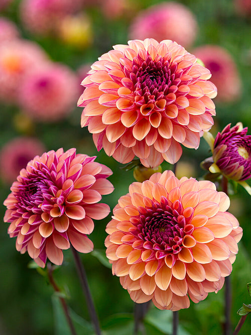 Dahlia ‘Palmares’ in full bloom