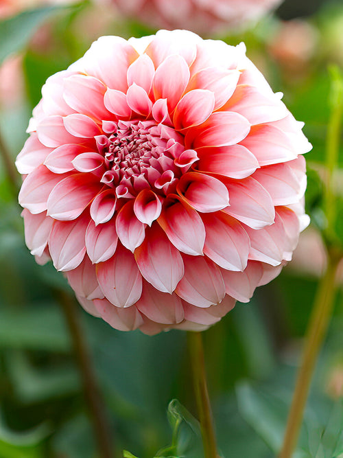 Soft peach Dahlia ‘Peaches’ flower