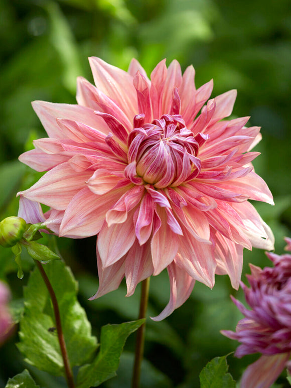 Smoky plum and raspberry dahlia bloom