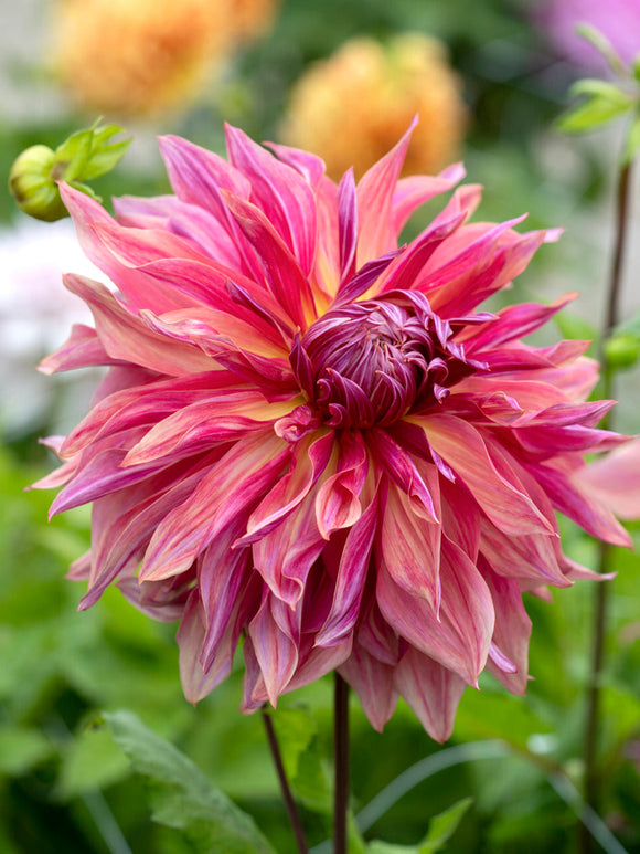 Ruffled petals of Penhill Dark Monarch