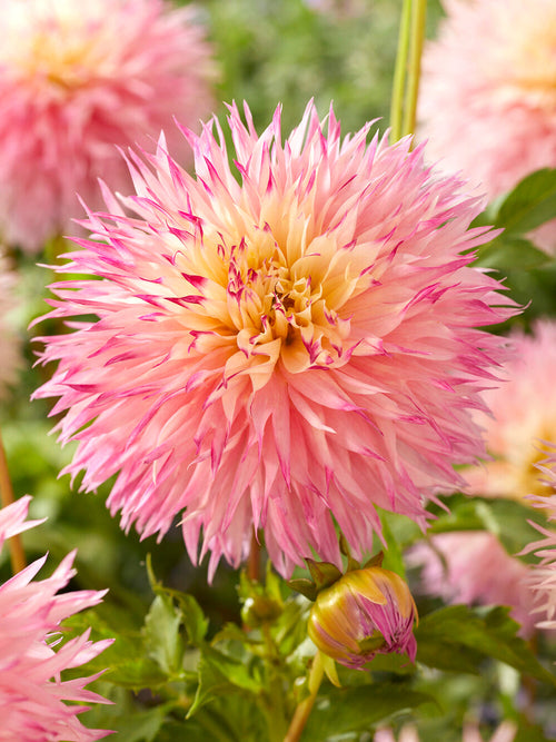 Fringed fimbriata dahlia with soft peach tones