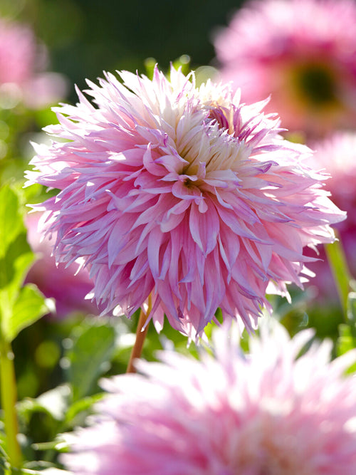 Blush pink Pinelands Princess dahlia bloom