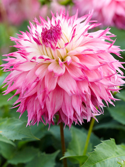 Elegant fimbriata dahlia for cutting garden