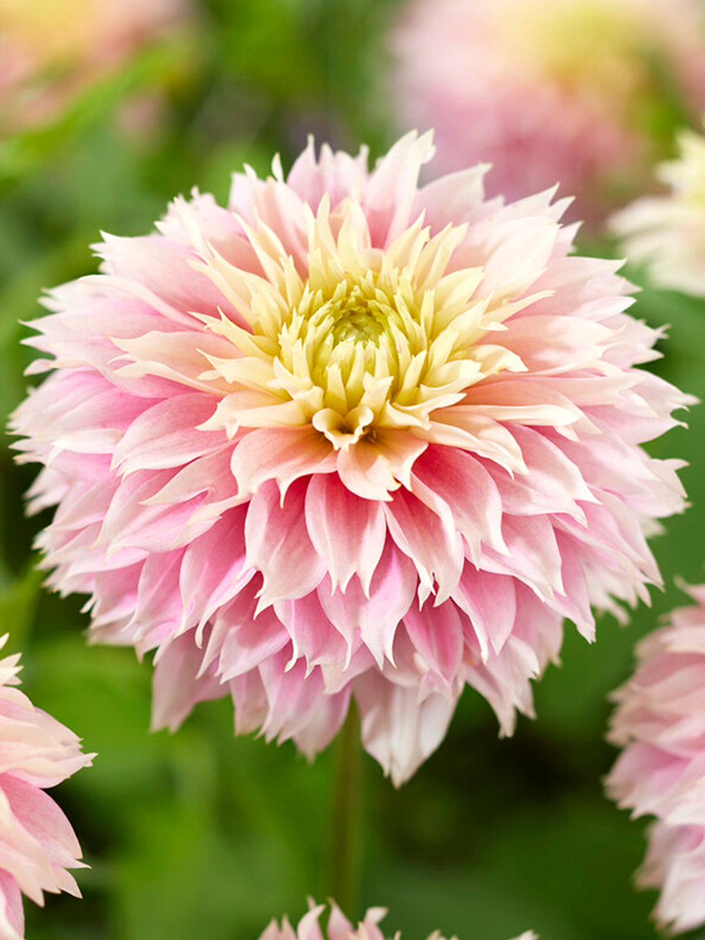 Dahlia ‘Pink Impact’ Top size Dahlia Tubers | DutchGrown™
