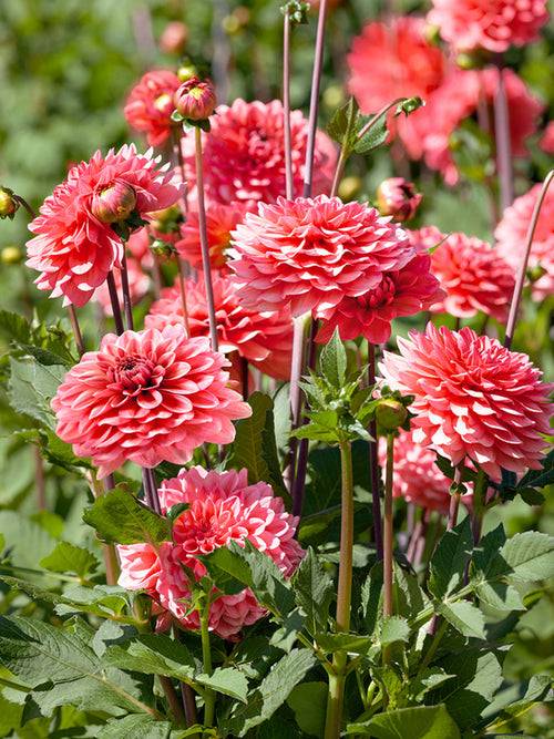 Dahlia Pink Runner Tubers EU shipping