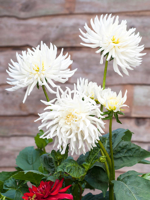 Pure white cactus dahlia in summer border