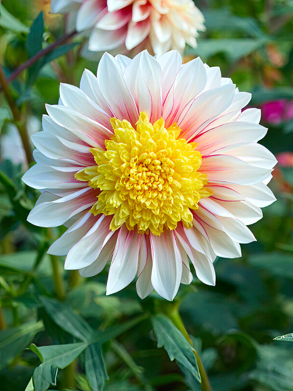 Yellow and pink Dahlia ‘Polka’ flower