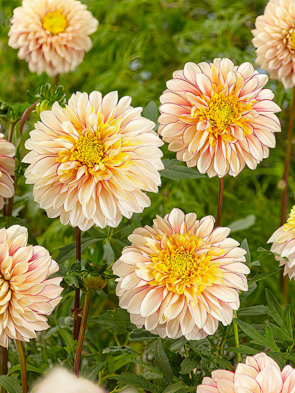 Dahlia Polka - EU spring delivery