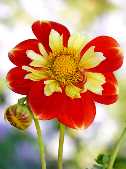 Buy Dahlia Pooh Tubers from Holland