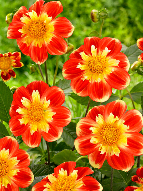 Dahlia Pooh Tubers EU delivery