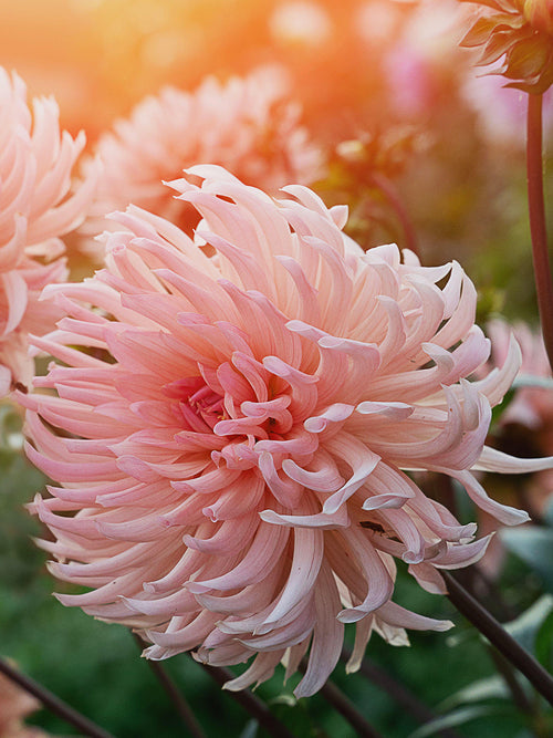 Close up of Dahlia Preference