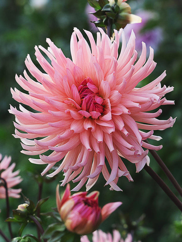 Dahlia Preference in summer flower