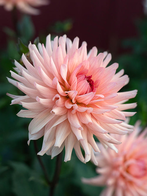 Pastel petals of Dahlia Preference