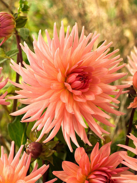 Dahlia Preference bloom in peach tones