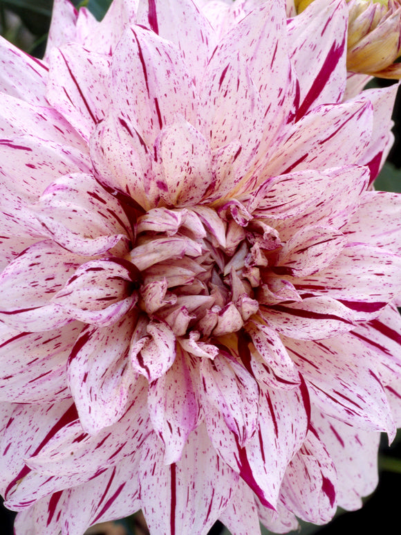 Cluster of Dahlia Prince Valiant flowers in full bloom in the garden