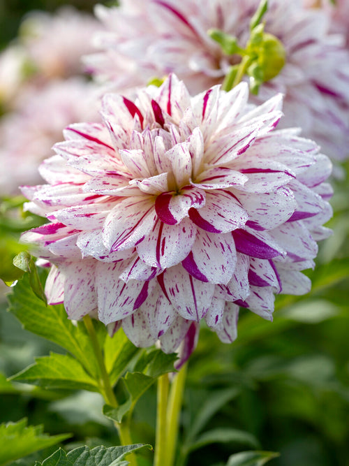 Dahlia Prince Valiant Tubers