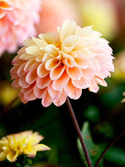 Dahlia ‘Princesse Elisabeth’ creamy yellow centre