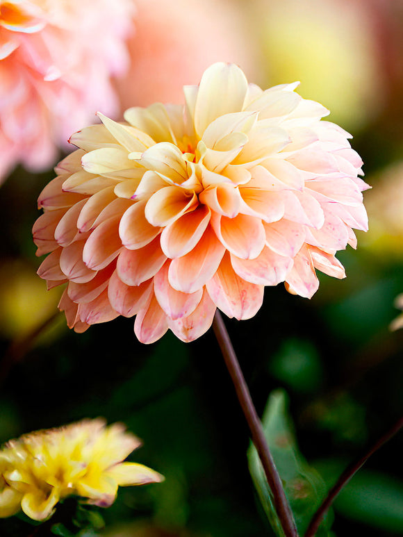 Dahlia ‘Princesse Elisabeth’ creamy yellow centre