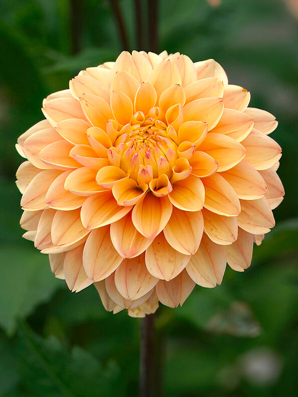 Dahlia ‘Princesse Elisabeth’ in soft pastel display