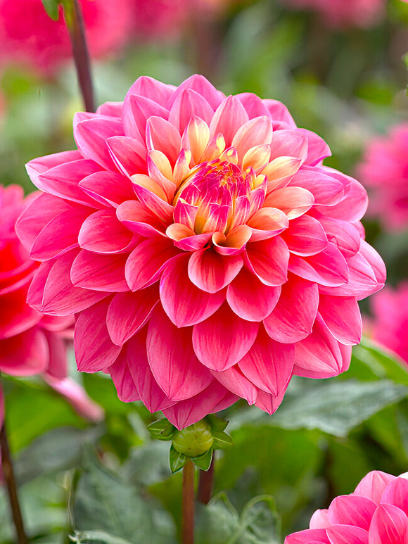 Dahlia ‘Princesse Gracia’ fuchsia-pink and yellow bloom