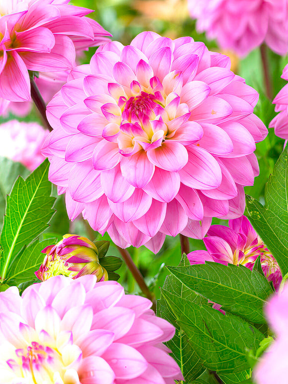 Dahlia Princess Laetitia - EU spring delivery